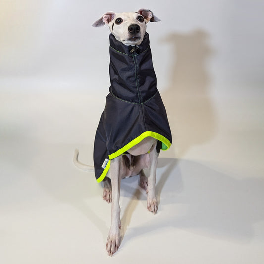 Italian Greyhound | Waterproof Coat - Tempest Blue/Lime
