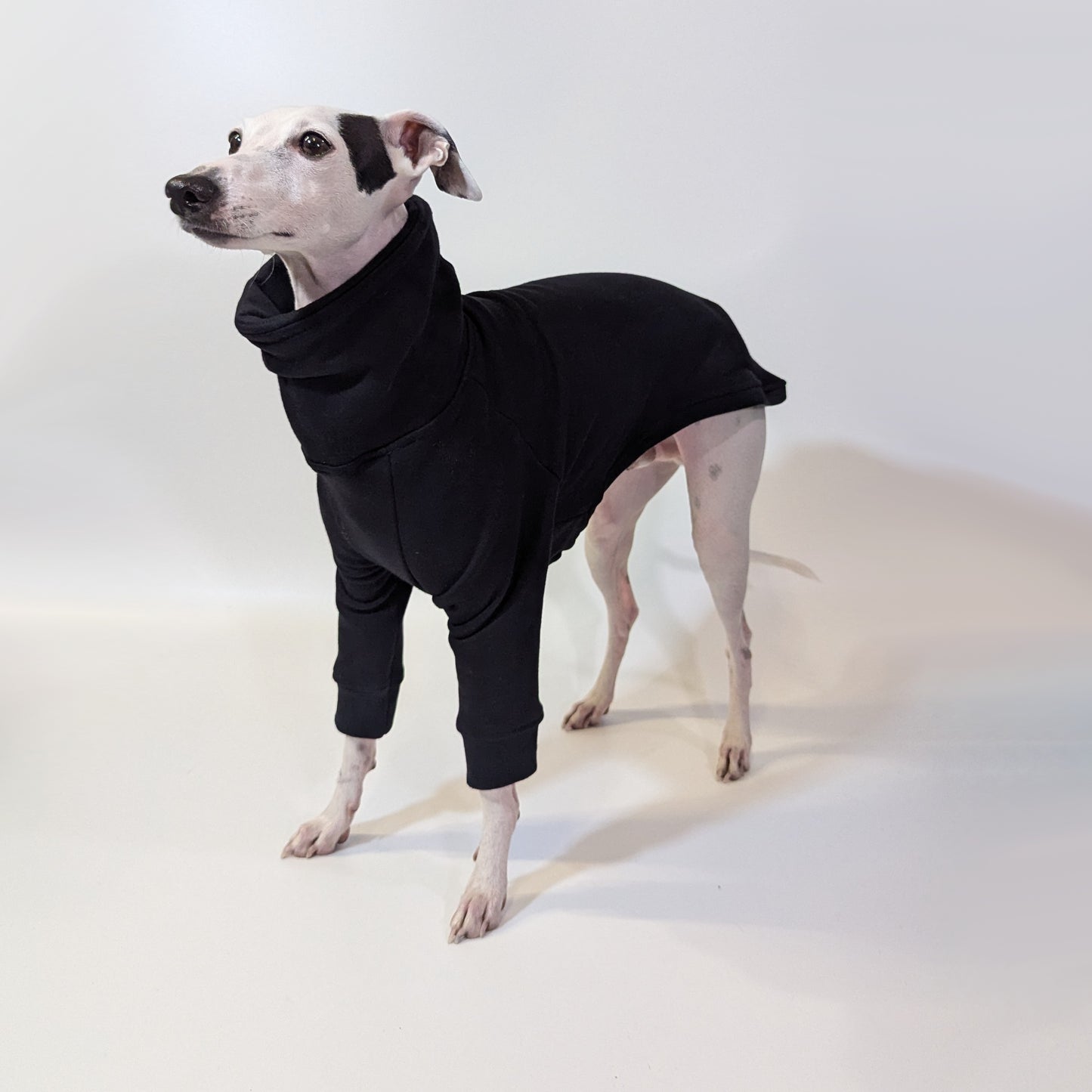 Italian Greyhound | Sweater - Raptor Black