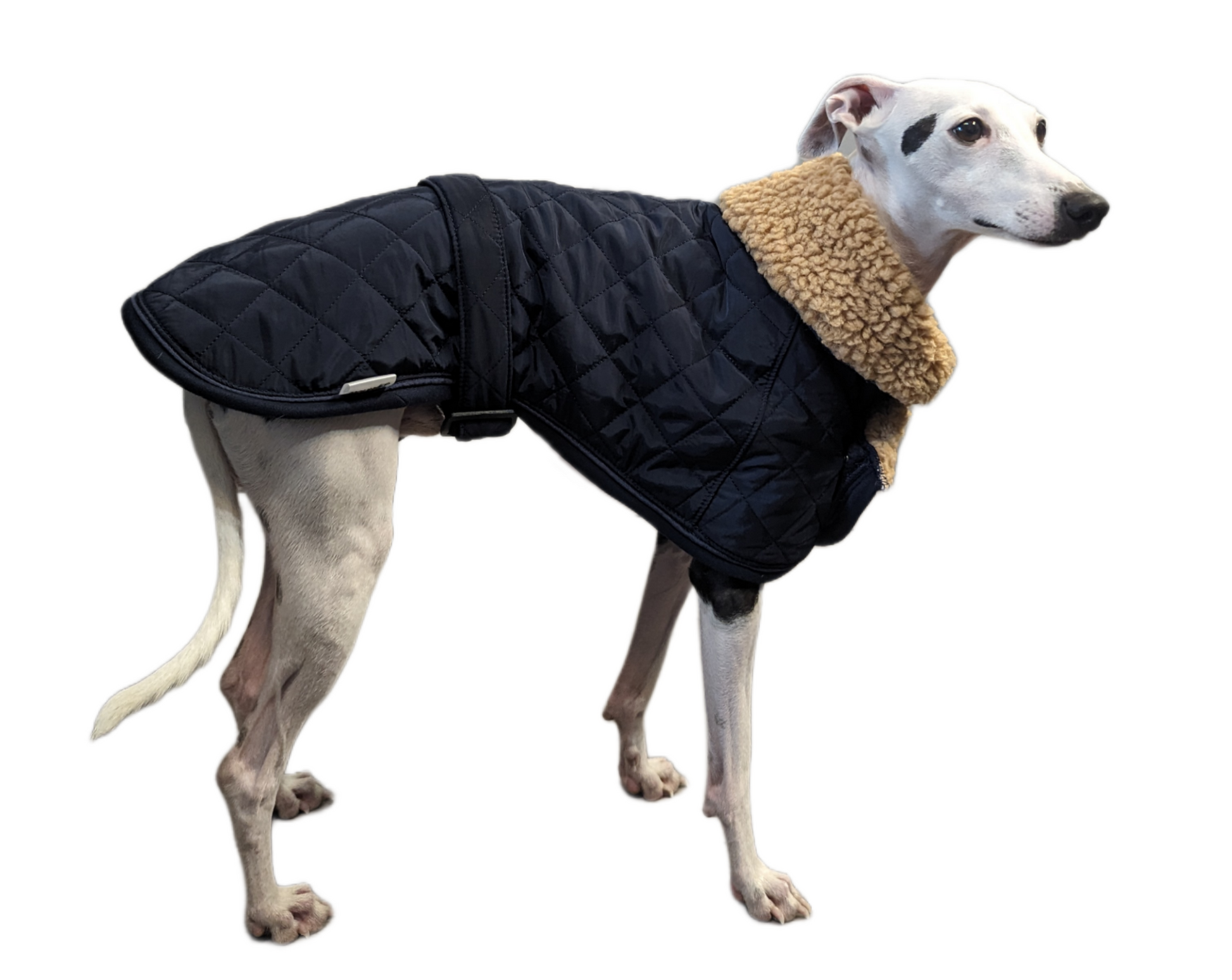 vest kutyaruha melleny italian greyhound whippet kis olasz agar (3) (Large)