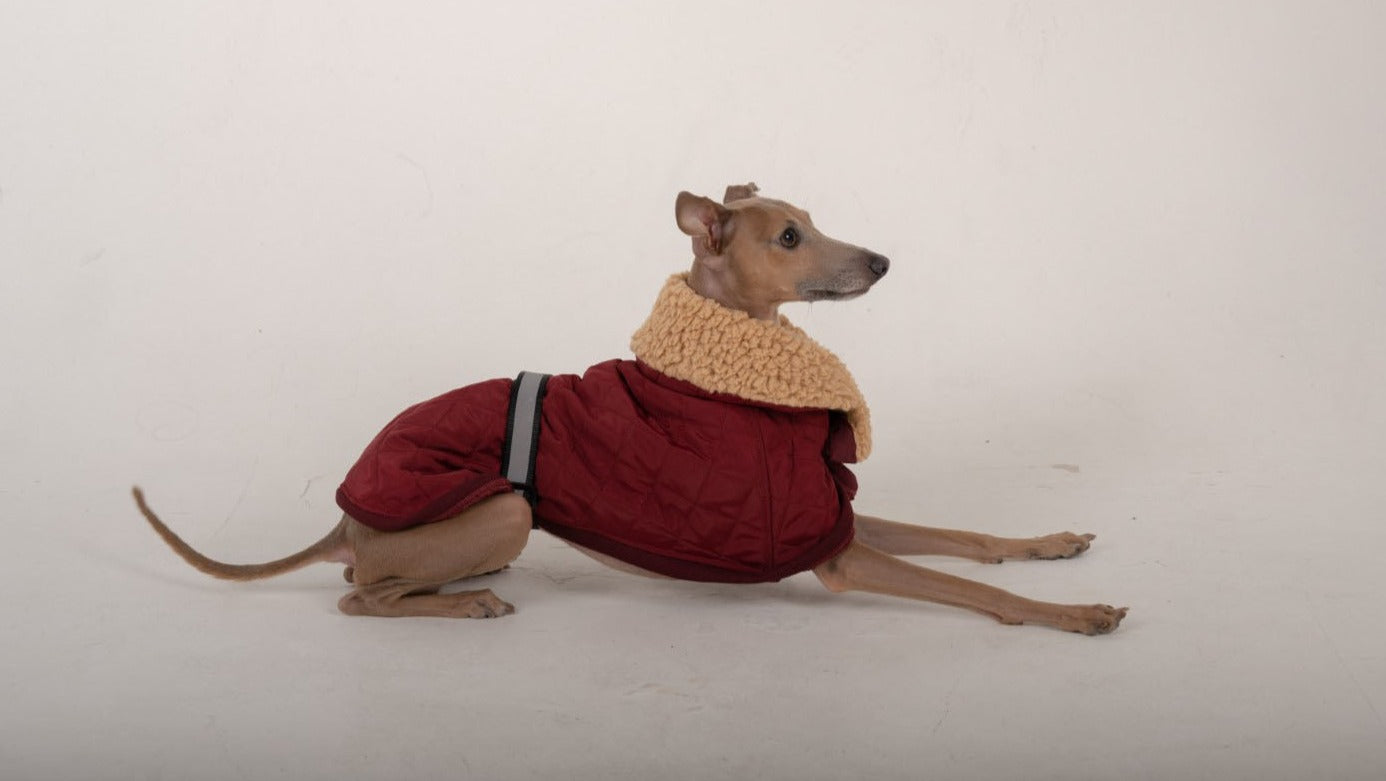 Italian Greyhound | Elegant Coat - Red*