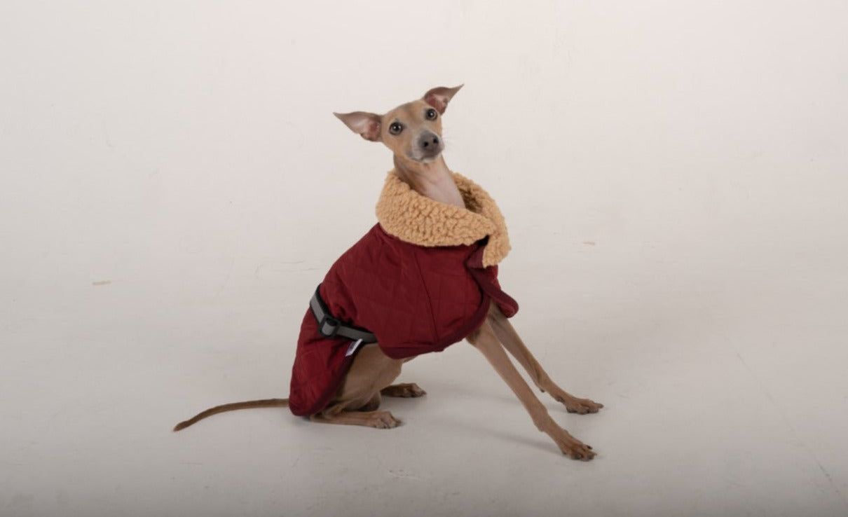 Italian Greyhound | Elegant Coat - Red*