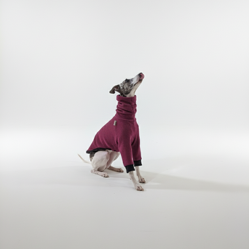 Pulcsi | Kis Olasz, Whippet, Agarak