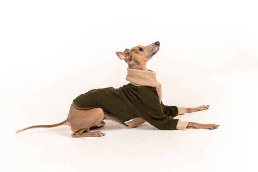 Sweater green khaki italian greyhound whippet