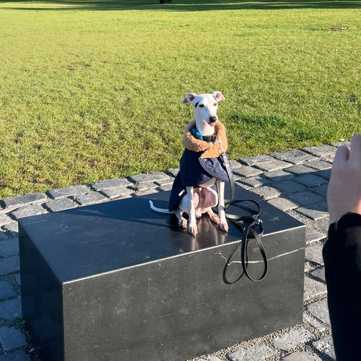 Behind scenes Hope youre having a great day – Hound Theory on Instagram