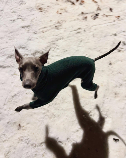 Hound Theory dog clothing – Hound Theory on Instagram