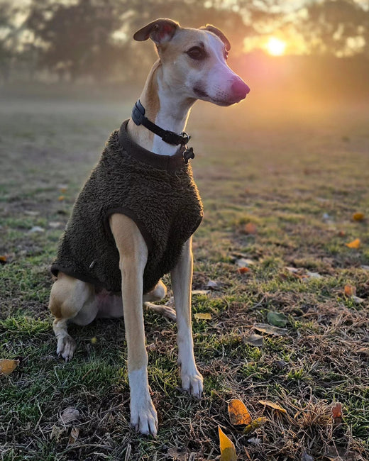 Nowadays morning lights hit as late as 8am... – Hound Theory on Instagram