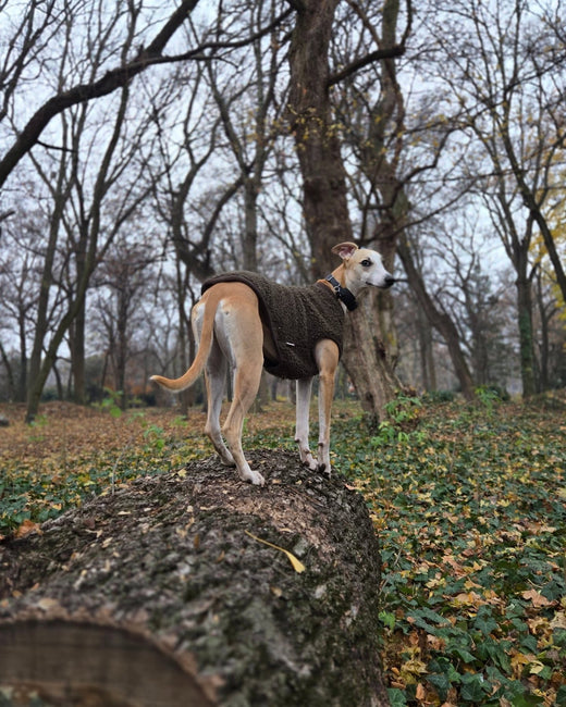 December 8 - Dog on a log. – Hound Theory on Instagram