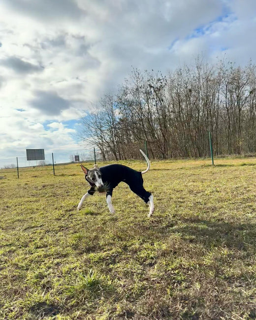 Somebody was very happy yesterday Jumpsuit from hound_theory use KongoPraga10 for 10 off – Hound Theory on Instagram