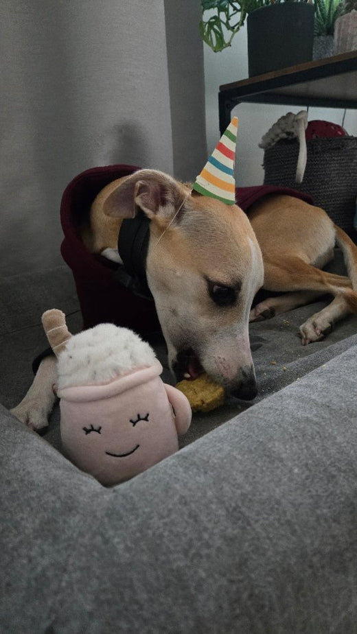 Happy 1st Birthday, Frida! – Hound Theory on Instagram