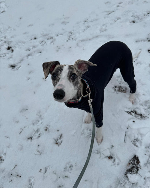 Snow adventures Praga: innocent face, crazy soul Level of enjoyment:1000 . – Hound Theory on Instagram