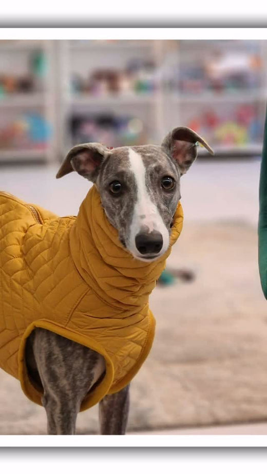 Szuper nap volt a Hound Theory-nak köszönhetően! – Hound Theory on Instagram