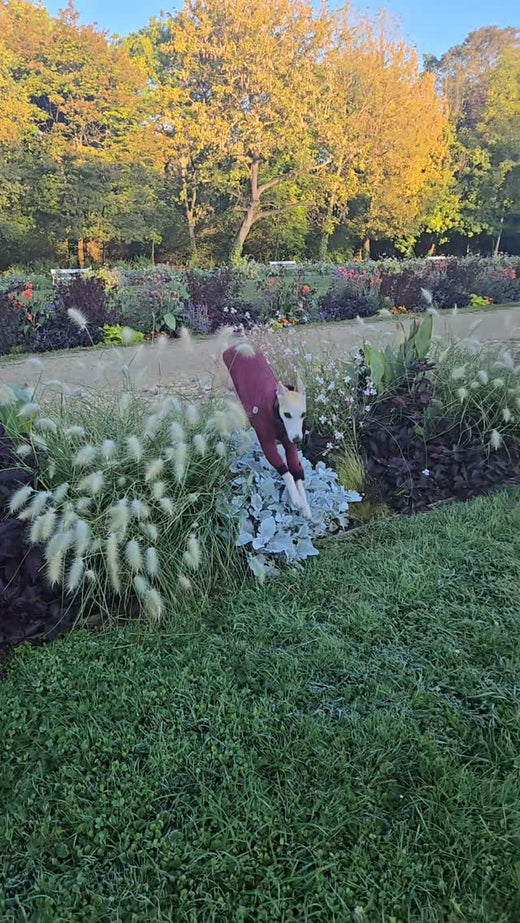 Is it a racehorse or is it a whippet? – Hound Theory on Instagram