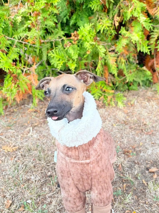 Készen áll a hidegre! – Hound Theory on Instagram