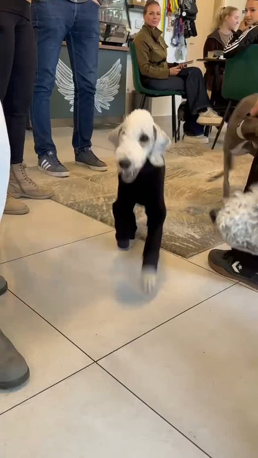 On October 11th, StarDogs Café was taken over by hounds. – Hound Theory on Instagram
