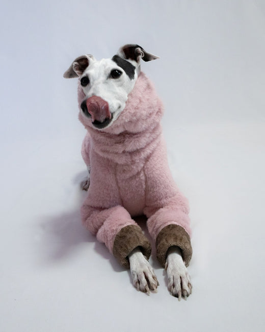 A sighthounds comfort is all about warmth. – Hound Theory on Instagram