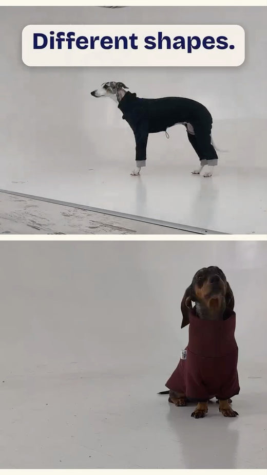 Long legs. – Hound Theory on Instagram