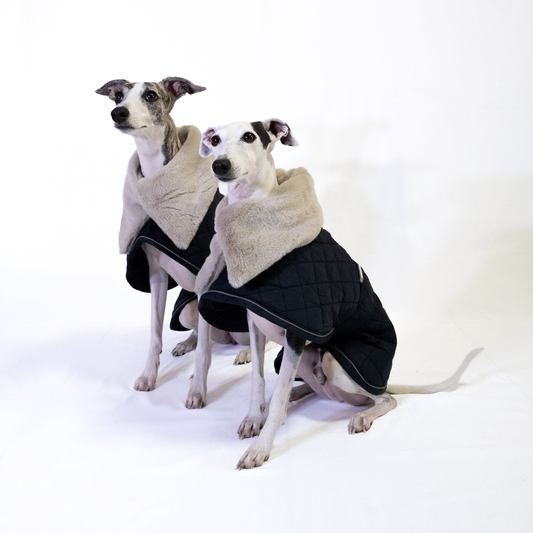 Italian Greyhound & Whippet elegant coat, navy blue – dog clothing | Kis olasz agár & whippet elegáns kabát, sötétkék – kutyaruha | Hound Theory
