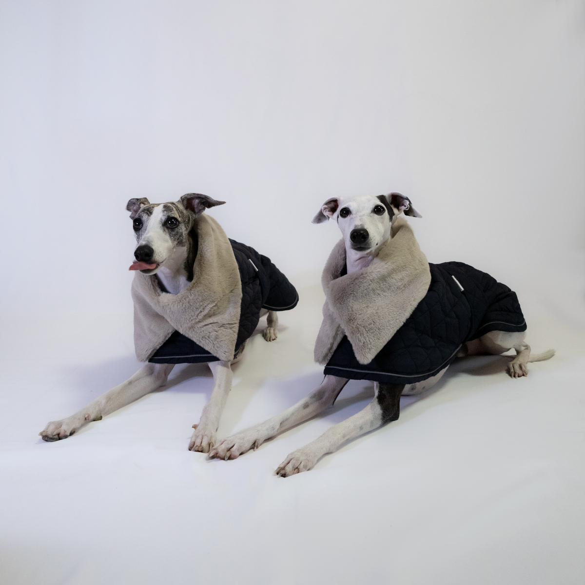 Italian Greyhound & Whippet elegant coat, navy blue – dog clothing | Kis olasz agár & whippet elegáns kabát, sötétkék – kutyaruha | Hound Theory