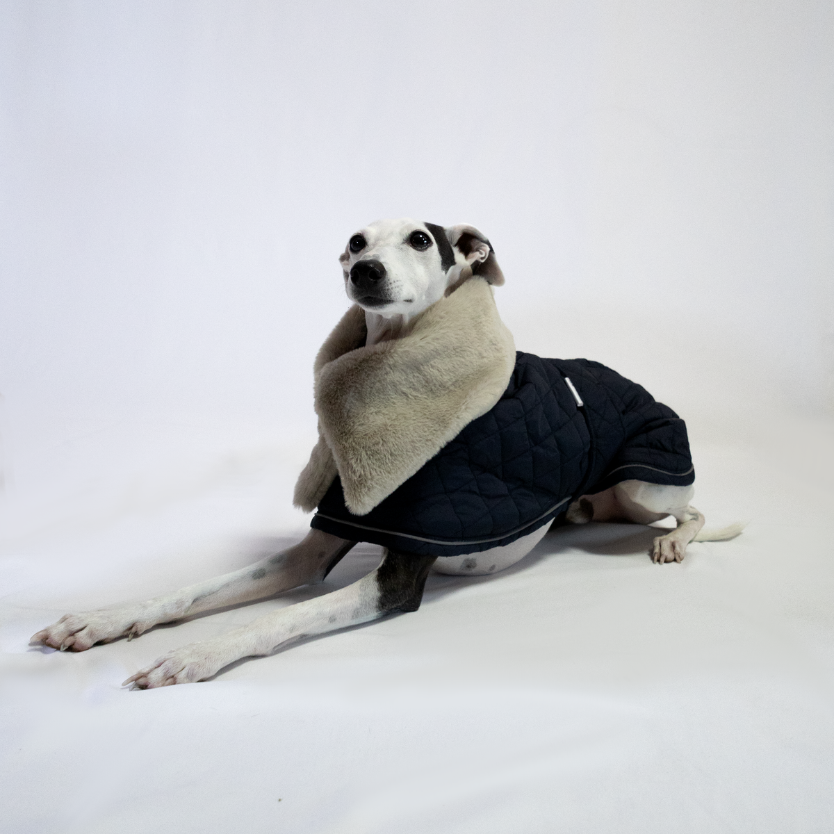 Italian Greyhound & Whippet elegant coat, navy blue – dog clothing | Kis olasz agár & whippet elegáns kabát, sötétkék – kutyaruha | Hound Theory