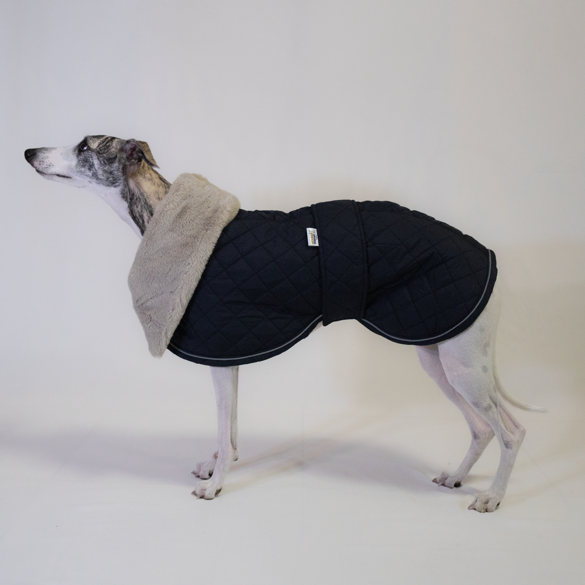 Italian Greyhound & Whippet elegant coat, navy blue – dog clothing | Kis olasz agár & whippet elegáns kabát, sötétkék – kutyaruha | Hound Theory