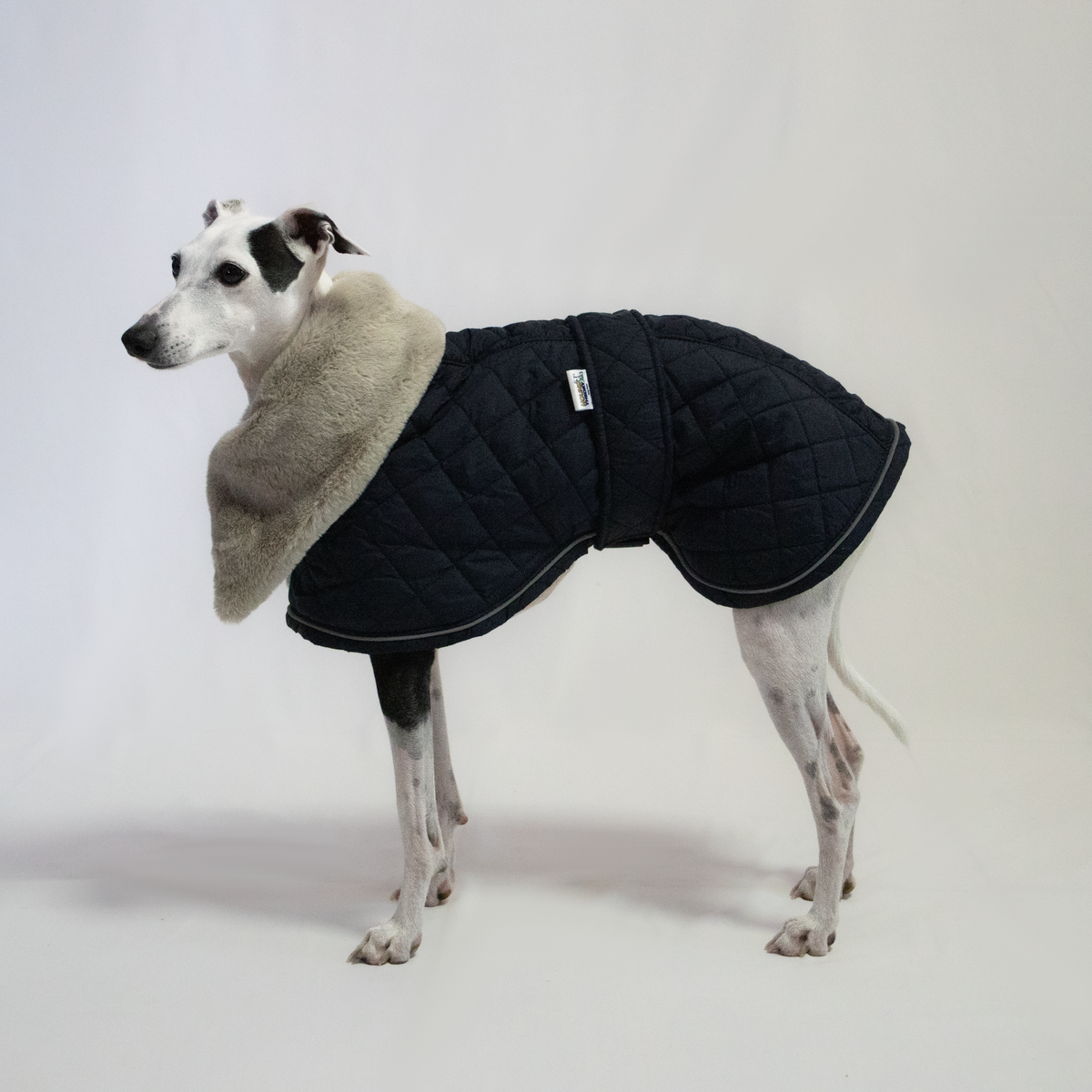 Italian Greyhound & Whippet elegant coat, navy blue – dog clothing | Kis olasz agár & whippet elegáns kabát, sötétkék – kutyaruha | Hound Theory