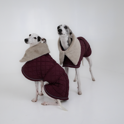 Italian Greyhound and brindle Whippet in plum quilted elegant coats with sherpa collars
