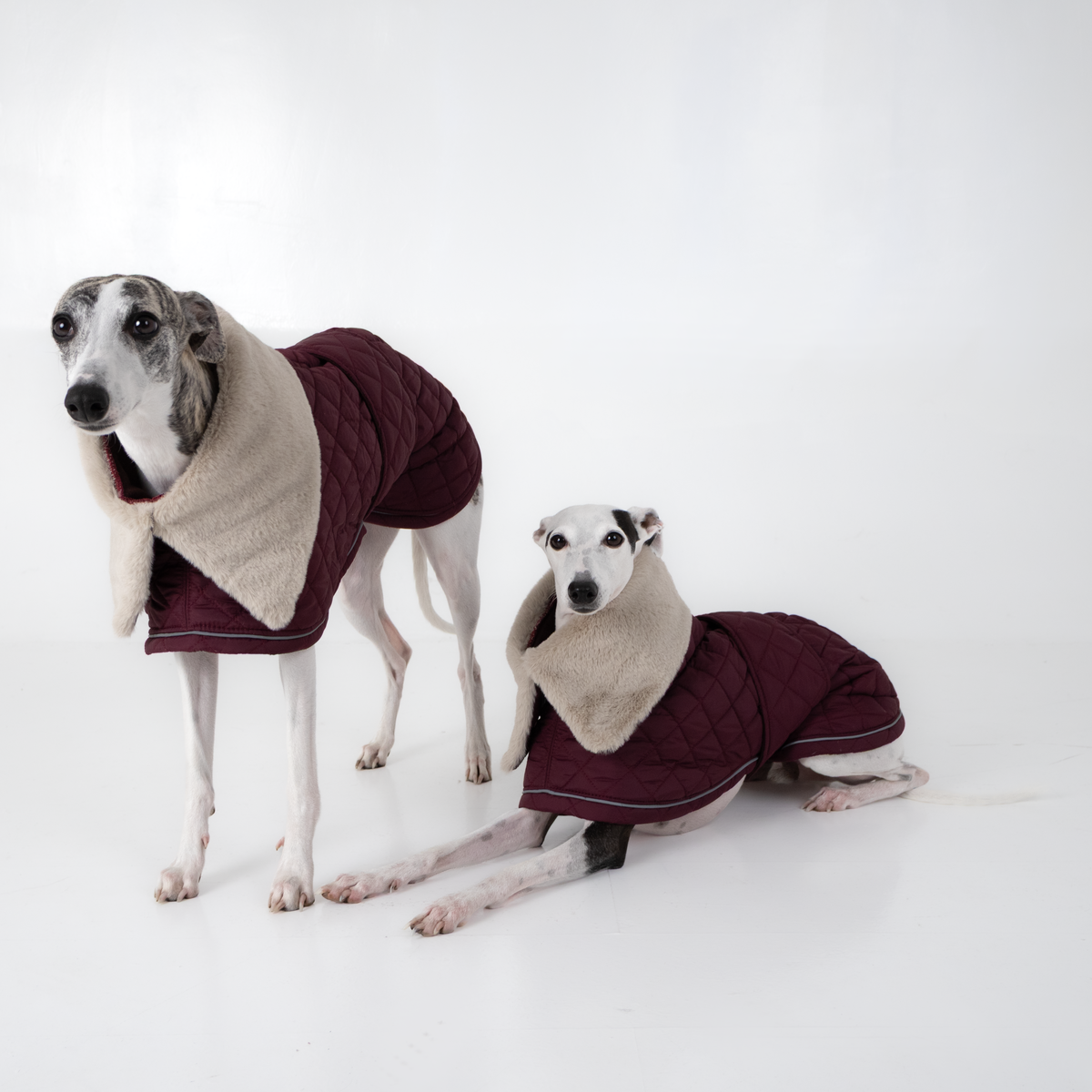 Brindle Whippet standing beside a lying Italian Greyhound, both in the plum elegant coat