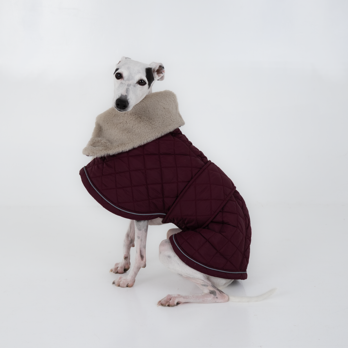 Italian Greyhound sitting in the plum quilted elegant coat, side view with reflective trim