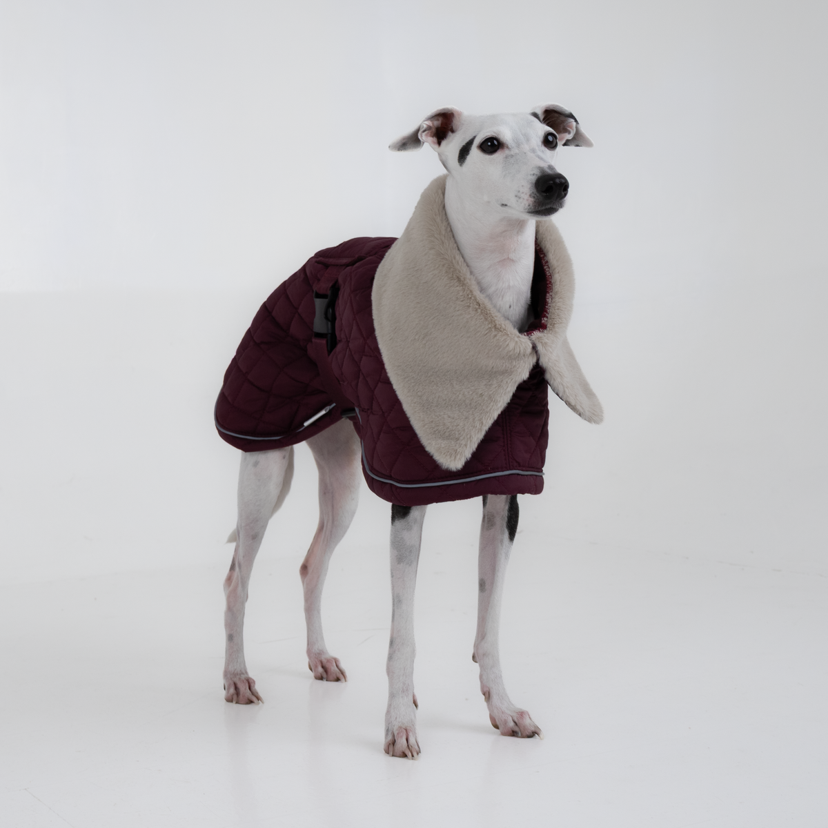 Italian Greyhound standing in the plum elegant coat, front view of the wide sherpa collar