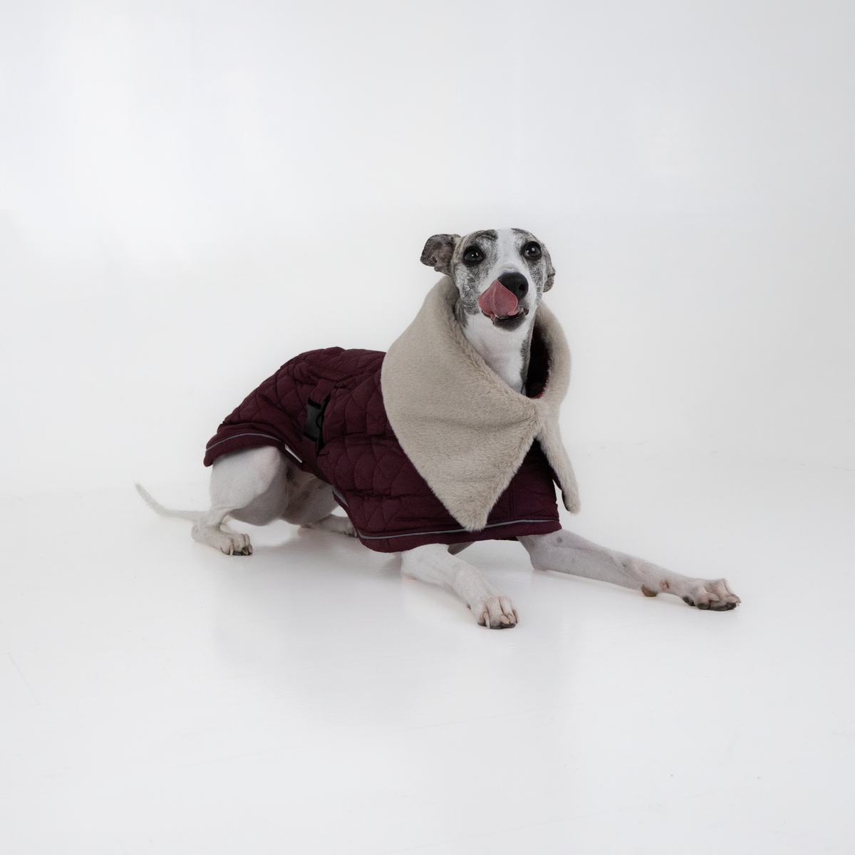 Brindle Whippet lying down in the plum elegant coat, licking its nose