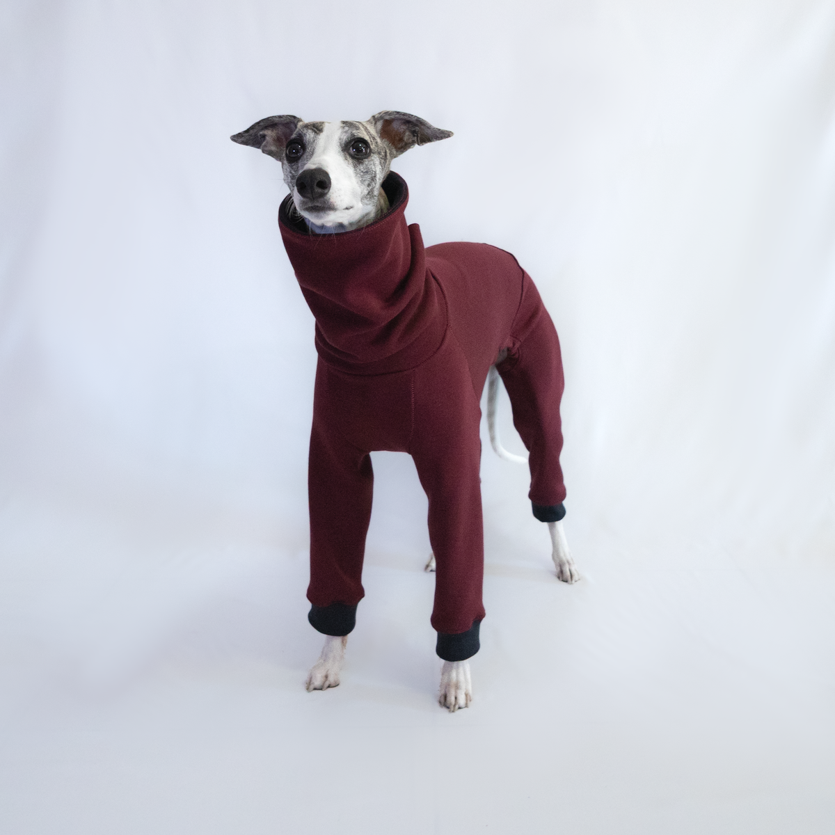 Italian Greyhound & Whippet jumpsuit, burgundy – dog clothing | Kis olasz agár & whippet kezeslábas, bordó – kutyaruha | Hound Theory