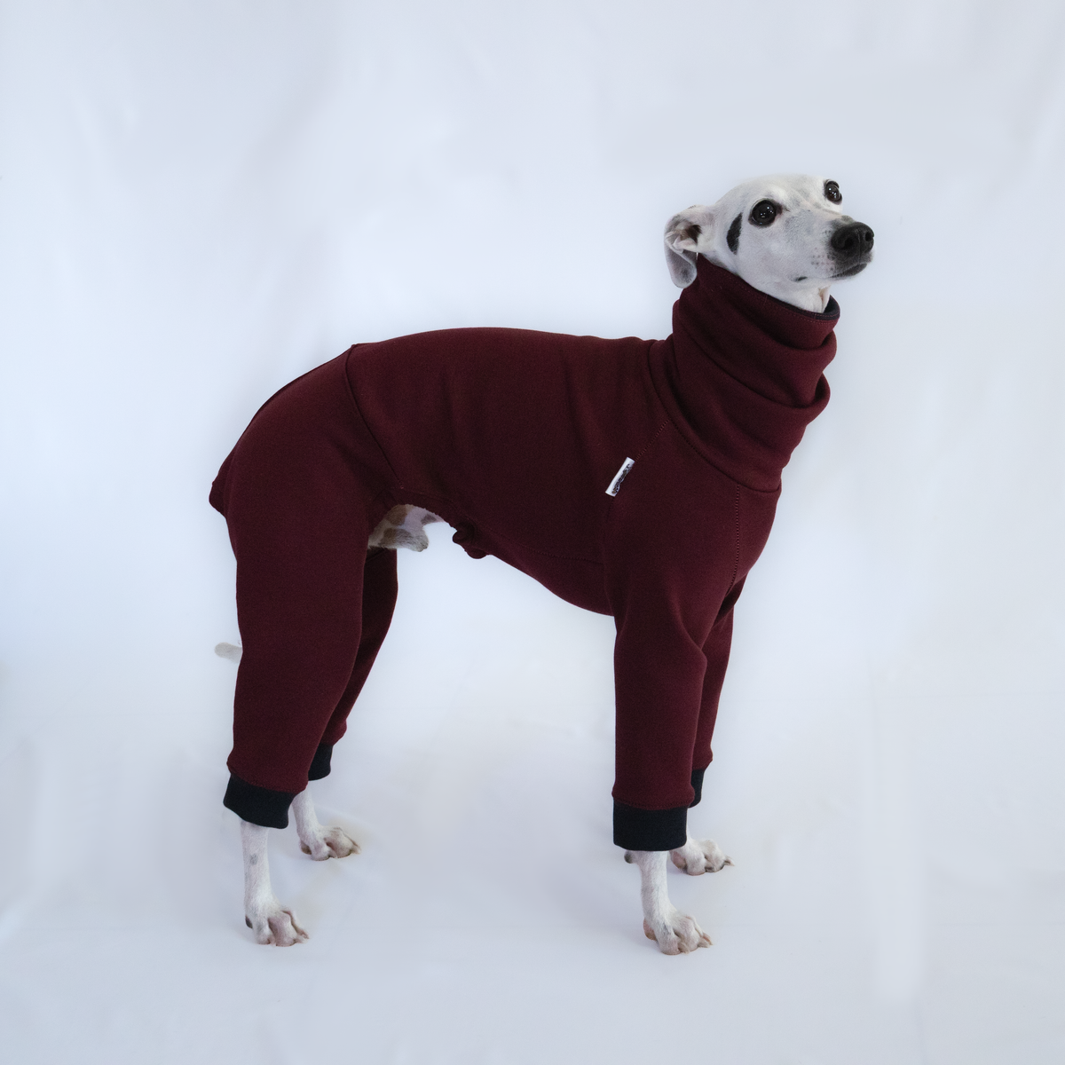 Italian Greyhound & Whippet jumpsuit, burgundy – dog clothing | Kis olasz agár & whippet kezeslábas, bordó – kutyaruha | Hound Theory