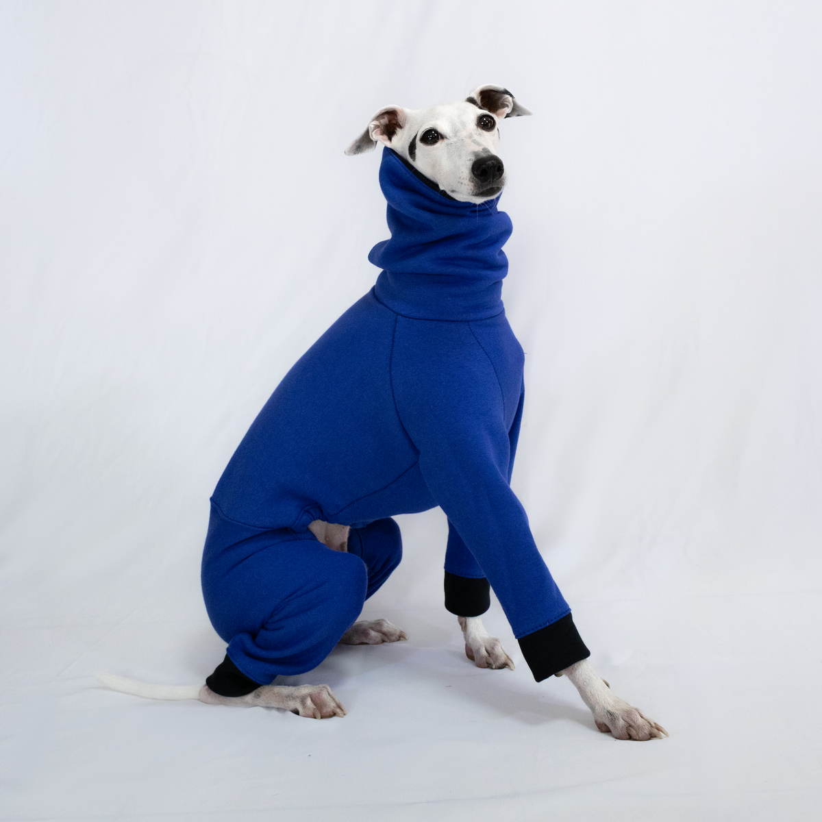 Italian Greyhound & Whippet jumpsuit, cobalt blue – dog clothing | Kis olasz agár & whippet kezeslábas, kobaltkék – kutyaruha | Hound Theory
