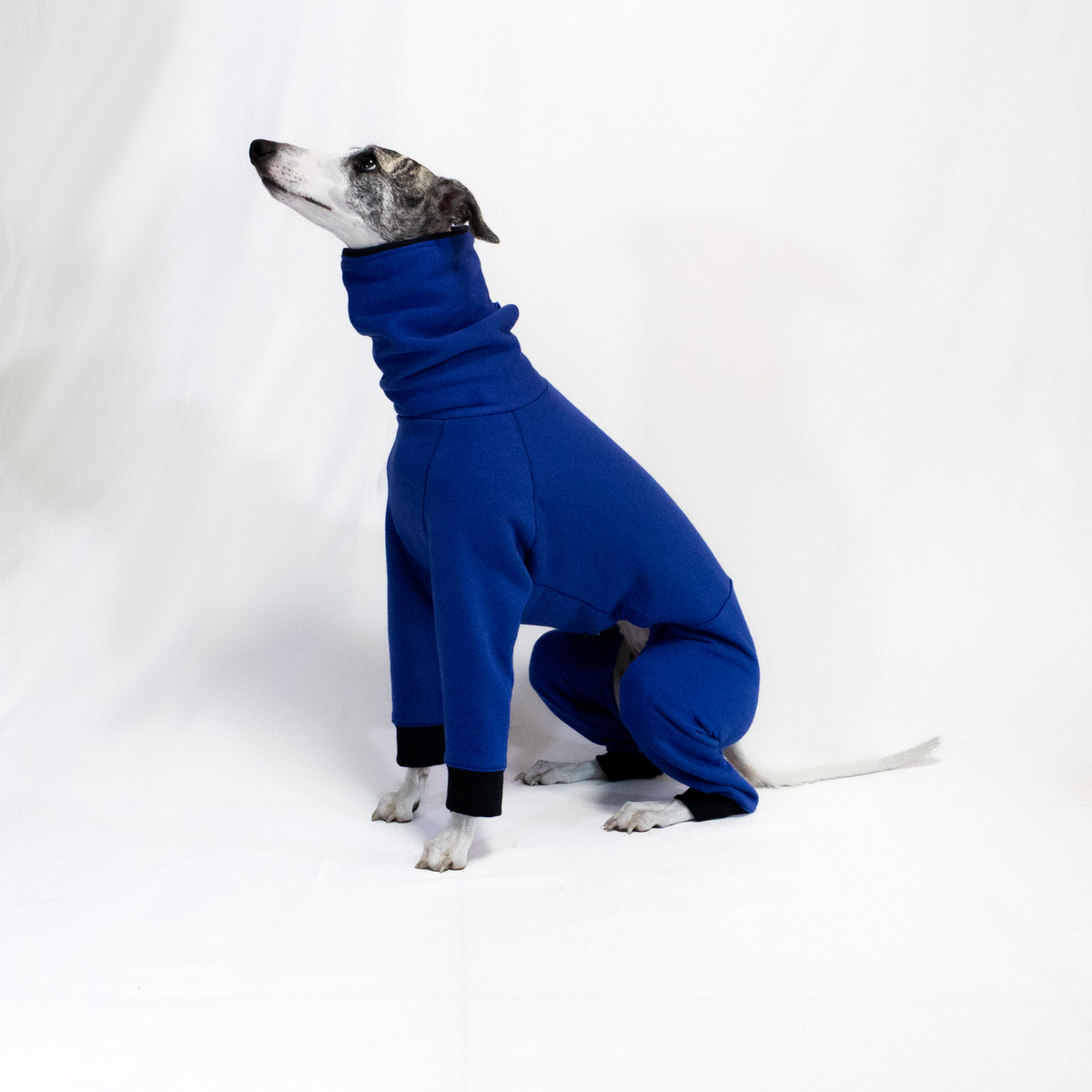 Italian Greyhound & Whippet jumpsuit, cobalt blue – dog clothing | Kis olasz agár & whippet kezeslábas, kobaltkék – kutyaruha | Hound Theory