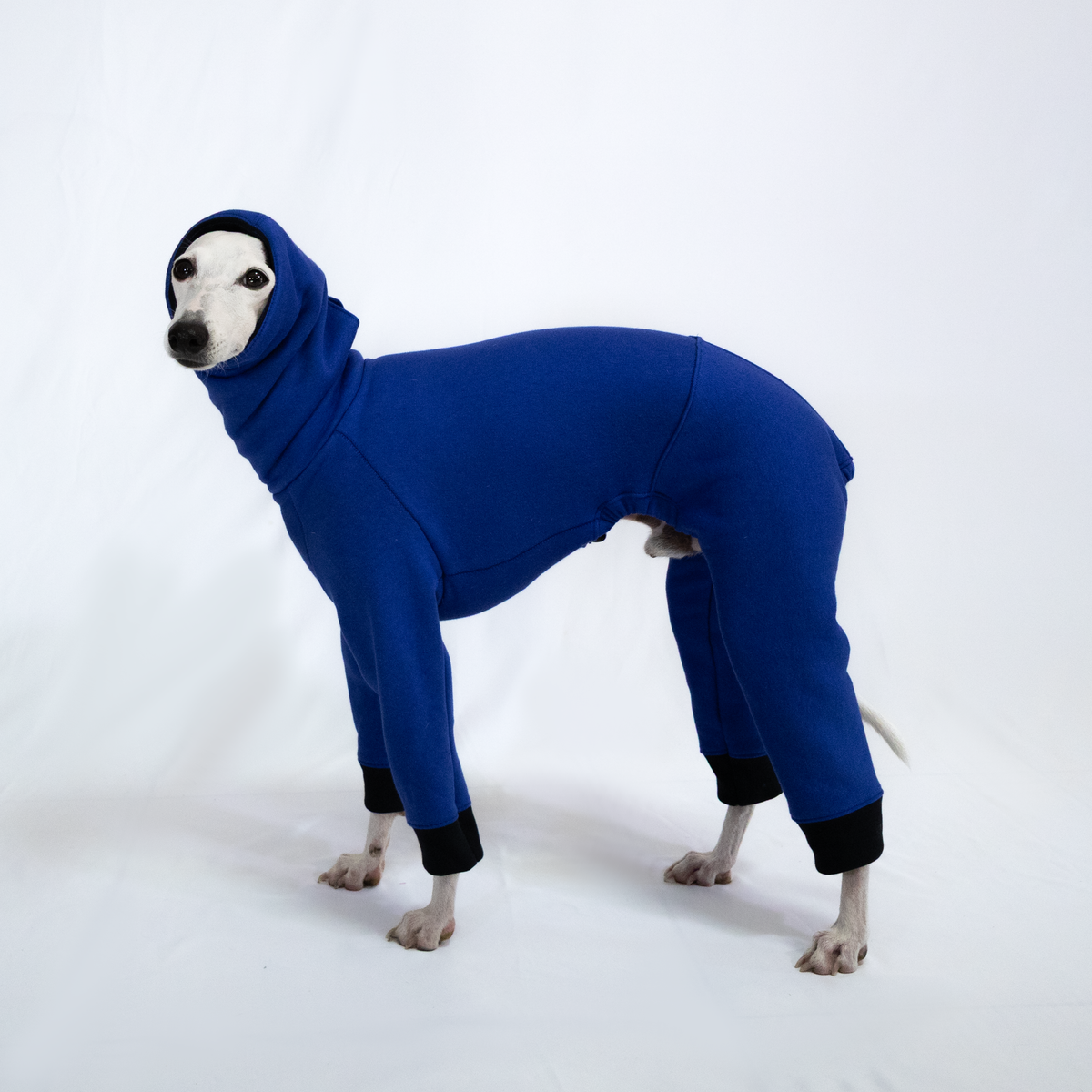 Italian Greyhound & Whippet jumpsuit, cobalt blue – dog clothing | Kis olasz agár & whippet kezeslábas, kobaltkék – kutyaruha | Hound Theory