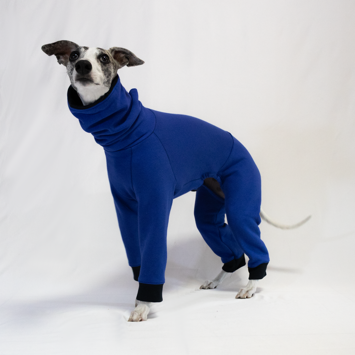 Italian Greyhound & Whippet jumpsuit, cobalt blue – dog clothing | Kis olasz agár & whippet kezeslábas, kobaltkék – kutyaruha | Hound Theory