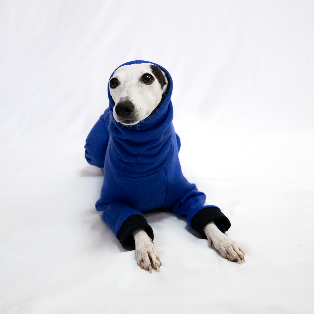 Italian Greyhound & Whippet jumpsuit, cobalt blue – dog clothing | Kis olasz agár & whippet kezeslábas, kobaltkék – kutyaruha | Hound Theory
