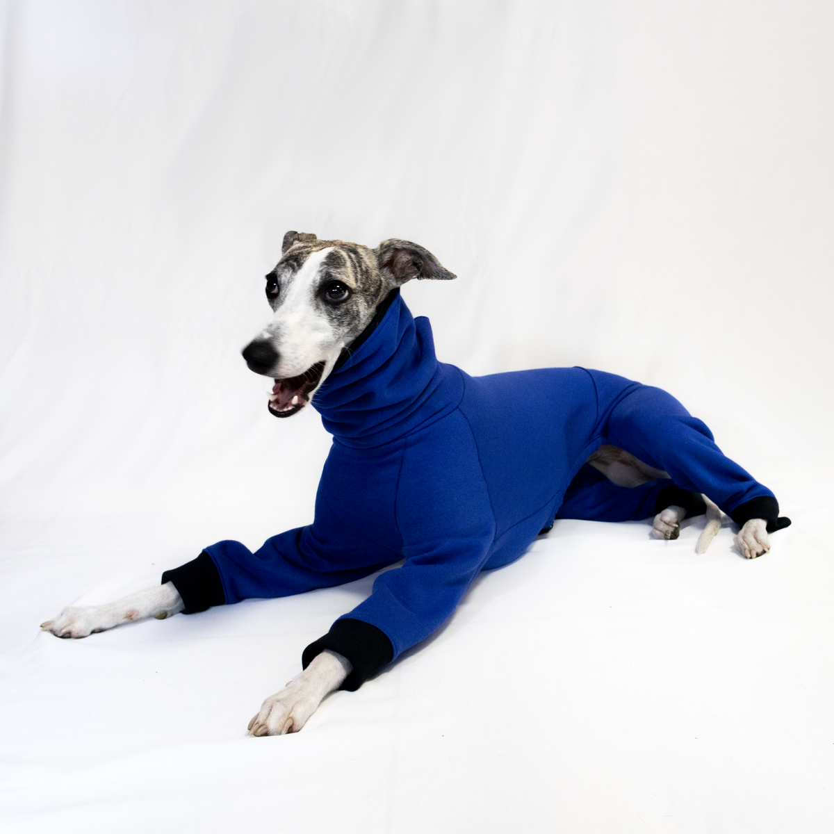 Italian Greyhound & Whippet jumpsuit, cobalt blue – dog clothing | Kis olasz agár & whippet kezeslábas, kobaltkék – kutyaruha | Hound Theory