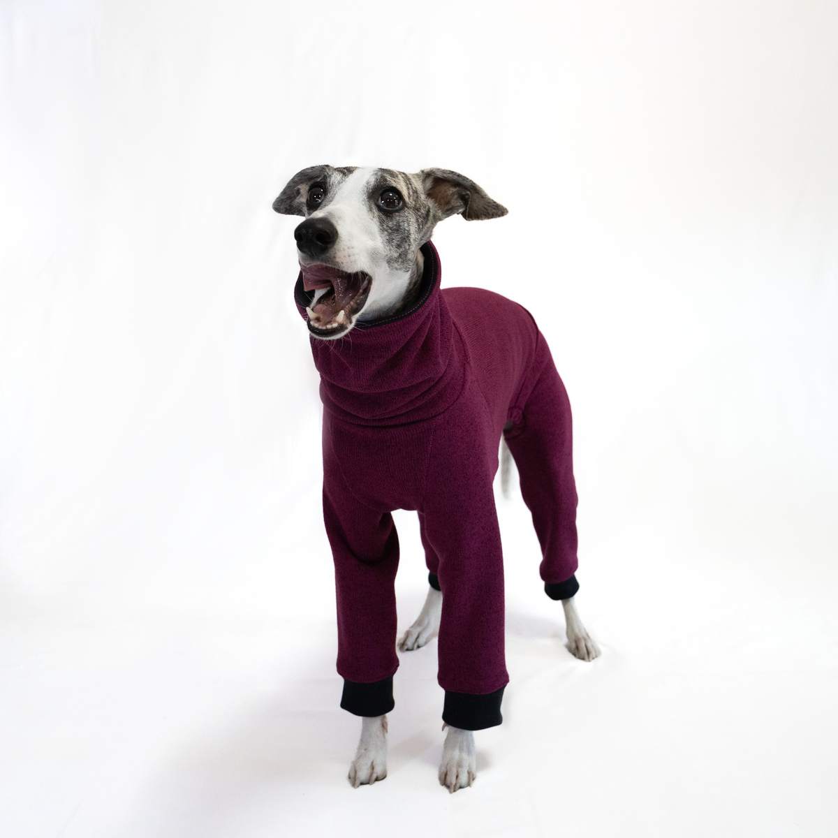 Italian Greyhound & Whippet jumpsuit, plum – dog clothing | Kis olasz agár & whippet kezeslábas, szőlőlila – kutyaruha | Hound Theory