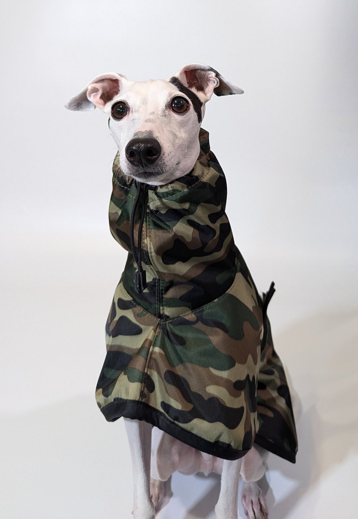 Italian Greyhound & Whippet waterproof coat, green – dog clothing | Kis olasz agár & whippet vízálló kabát, zöld – kutyaruha | Hound Theory