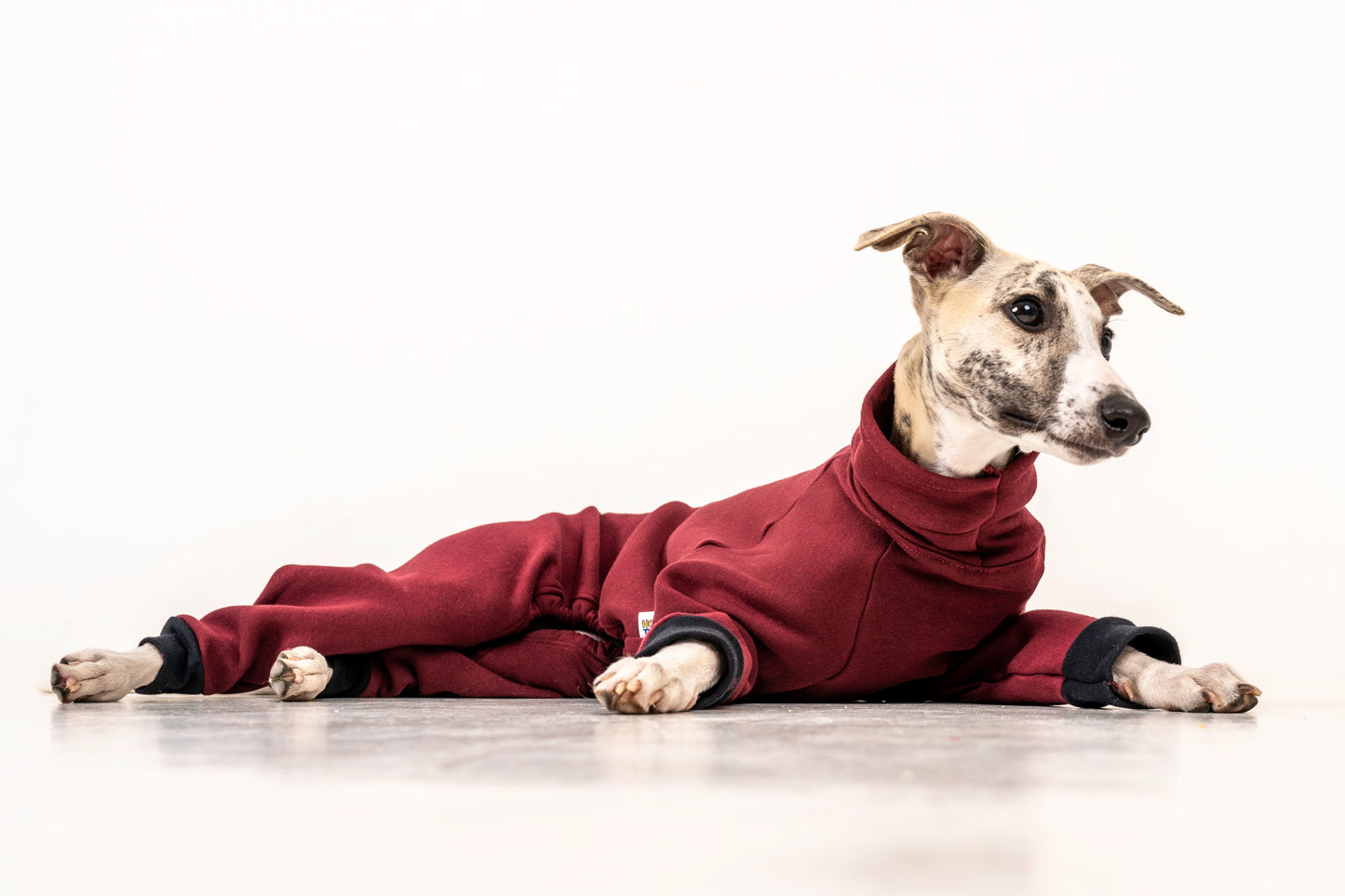 jumpsuit red wine italiangreyhound whippet