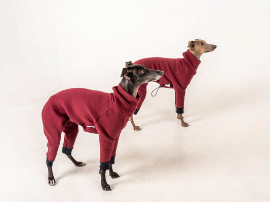 jumpsuit red wine italiangreyhound whippet