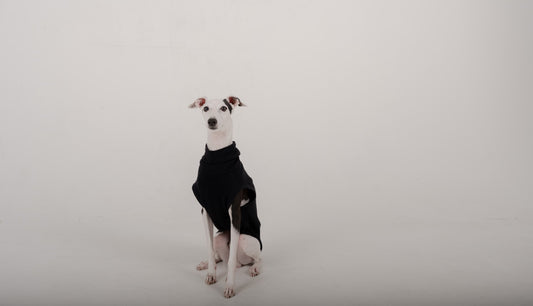 vest black italian greyhound whippet