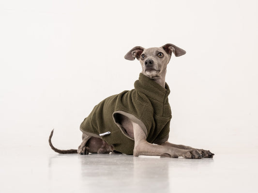 vest green italian greyhound whippet